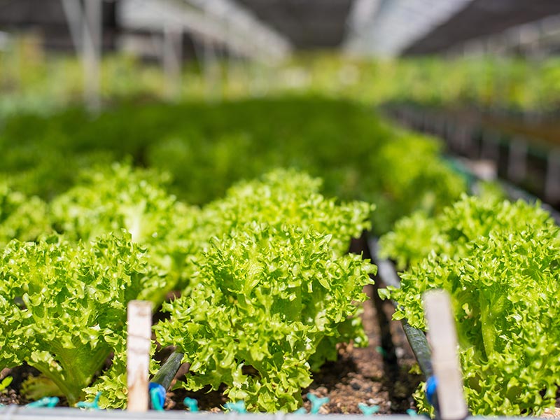 ThaiLife Organic Farm