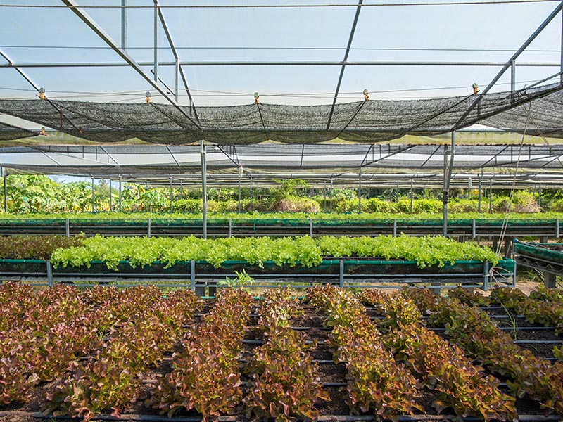 ThaiLife Organic Farm