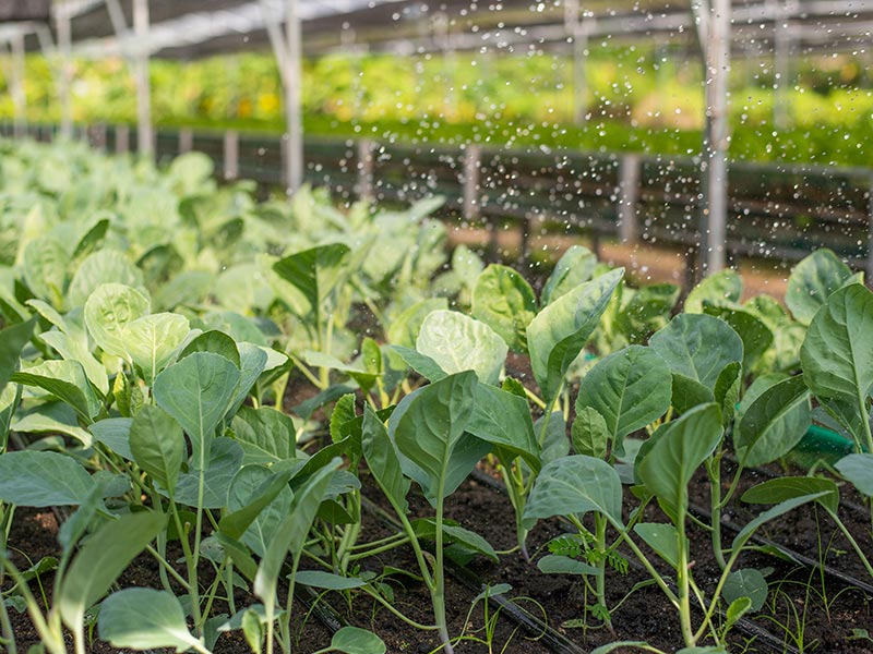 ThaiLife Organic Farm