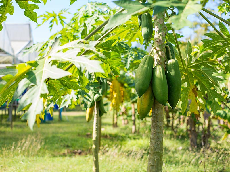ThaiLife Organic Farm