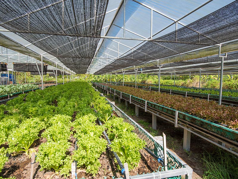 ThaiLife Organic Farm