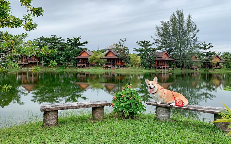 Pet Friendly Resort